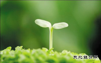 诗歌：生命