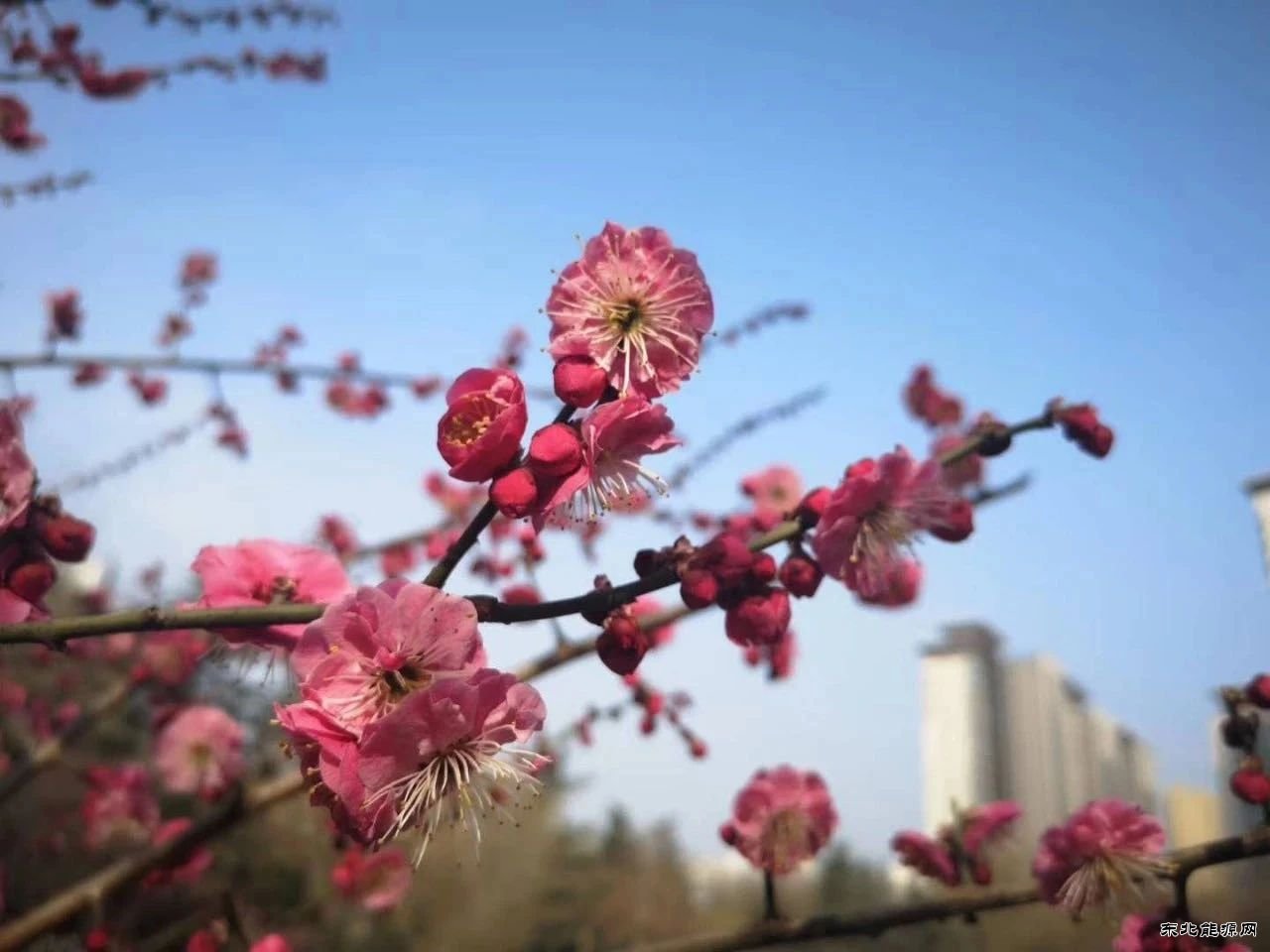 蒲白建庄矿业：桥山脚下 春满建庄