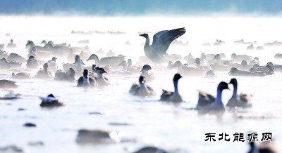 沈阳：万只迁徙候鸟浑河过冬