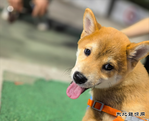 姚辰松：温暖的伙伴