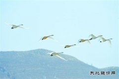 朝阳：白天鹅飞回北票白石湿地
