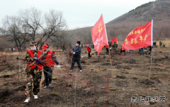 兴凯湖电业局：机关全体人员参加牡丹江管理局义务植树活动