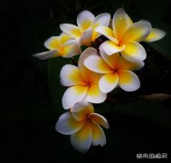 新人佳作：花儿（摄影作品）