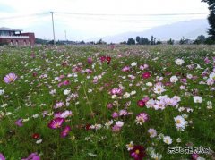 格桑花开了