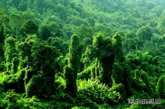 西双版纳热带雨林(摄影作品）
