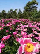 初夏的花/xiezuozazhi/2019/0808/＃ㄉ阌白髌罚