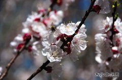 （组图）杏花依旧笑春风—河南亿兆体育义煤公司千秋煤矿花意盎然