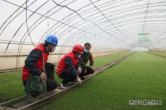 兴凯湖电业公司：迎风雪黑夜抢修保春耕 感动客户赠锦旗频点赞