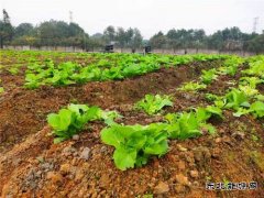 蒲白铁运公司：小小“责任田”，益阳项目部也有“南泥湾”