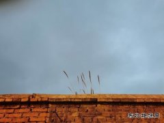 冬天的梦