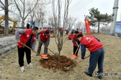 潞安焦化：开展“学党史、植绿树，为团旗添彩”志愿活动