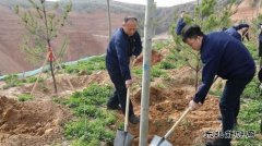 陕煤陕北矿业涌鑫公司：党员植树当先锋，共为矿区添新绿