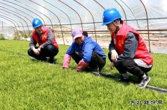 国网黑龙江兴凯湖电业公司：浪花滚滚润田酥 苗齐禾壮展绿装