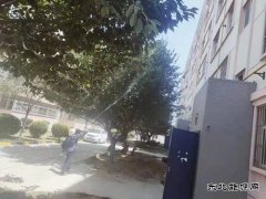 中心社区：绿植打药 保护树木 美化家园