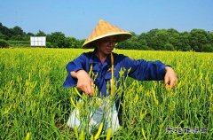 蒲白朱家河煤矿新亿兆体育产业中心黄花菜采摘忙