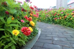 蒲白建庄矿业：走进“花海长廊”，享受夏日美好时光