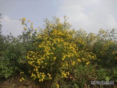 山菊花的秋天
