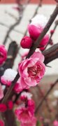 一组梅花欣赏----雪花与梅花的交流