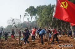 马钢矿业：校企联合开展学雷锋志愿者植树活动