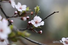 摄影：恰逢春景最美时