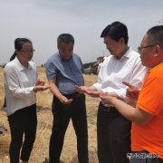 陕煤蒲白矿业：农光互补  “麦”向丰收