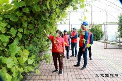 国网兴凯湖供电公司：供电有保障 葡萄甜又香