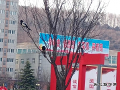 蒲白建庄矿业：喜鹊报喜春来到