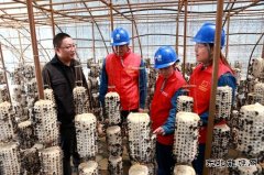 兴凯湖供电公司：“满格电力”助力小木耳变成致富“金耳朵”