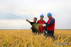 国网佳木斯供电公司：护航秋收 “电”靓“丰”景