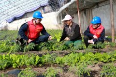 国网兴凯湖供电公司：“满格电”护航大棚用上“蔬”心电
