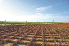 长庆油田：建一座气田 留一片绿色