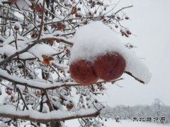 渭南市蒲城县：《红柿映雪，渭北冬日绮梦》