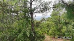 山野寻珍：与菌子的一场秘境邂逅
